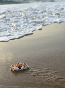 A small sand crab on the beach with foamy ocean waves approaching in the background